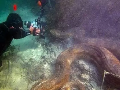 video-buzo-anaconda