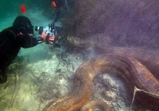 video-buzo-anaconda