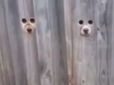 perros