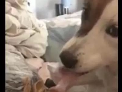 perro-lamiendo-u�as
