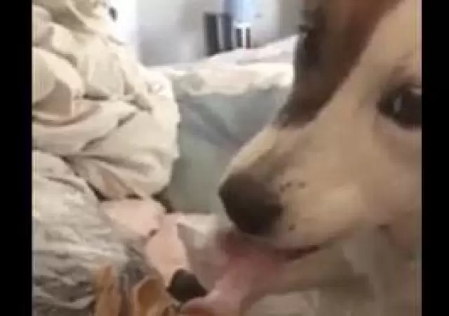 perro-lamiendo-u�as