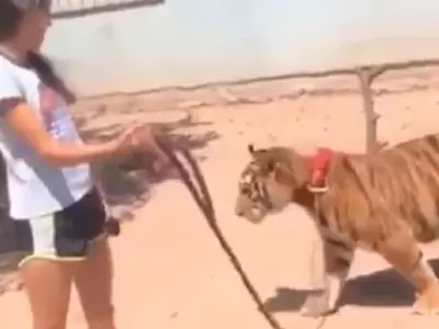 paseando-tigre-video