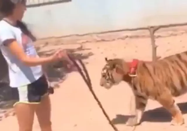paseando-tigre-video