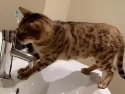 gata-inundo-la-casa