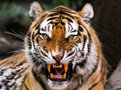 1580391176_720_Tigre-siberiano-vs-oso-grizzly-�quien-ganaria