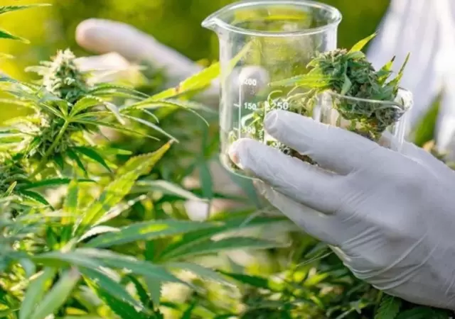 cannabis-medicinal