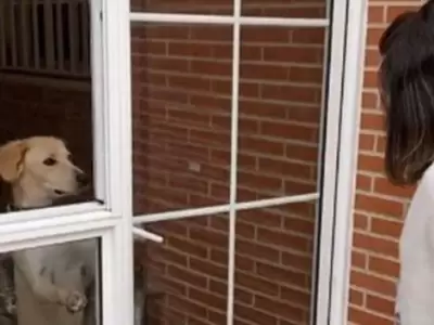 video-viral-perro-portero