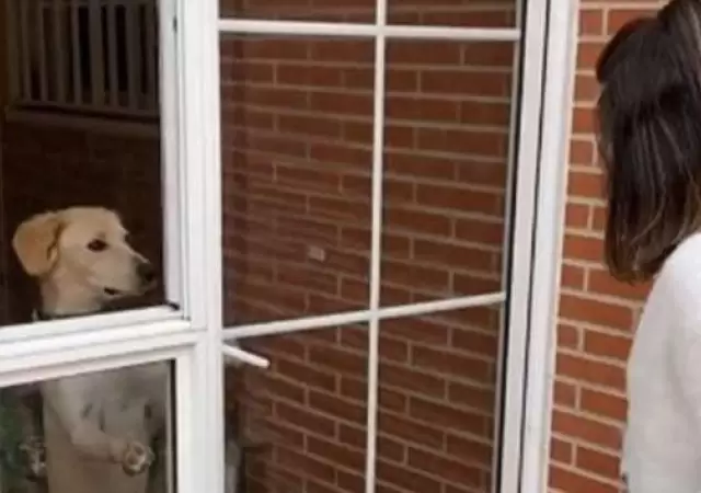 video-viral-perro-portero