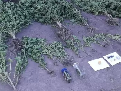 Drogas--allanamiento-Diario-El-Ciudadano
