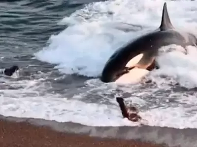 leones-marinos-escapan-de-orca-video