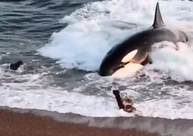 leones-marinos-escapan-de-orca-video
