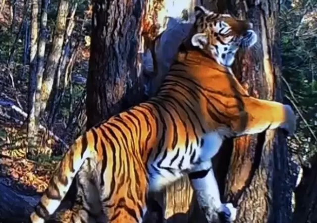 foto-tigresa-siberiana