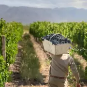 Escndalo vitivincola: por qu un fallo de $16 millones obliga a un empresario mendocino a pagar y lo deja sin poder salir del pas