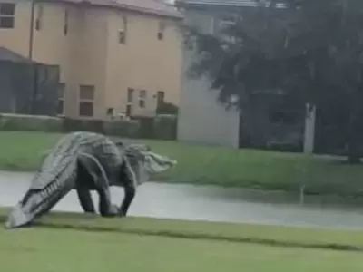 cocodrilo-gigante-florida-video