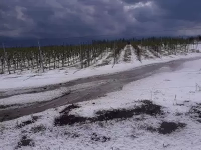 granizo-mendoza-piedra-tormenta-jueves-88