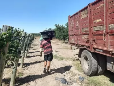cosechadores_uva-cosecha