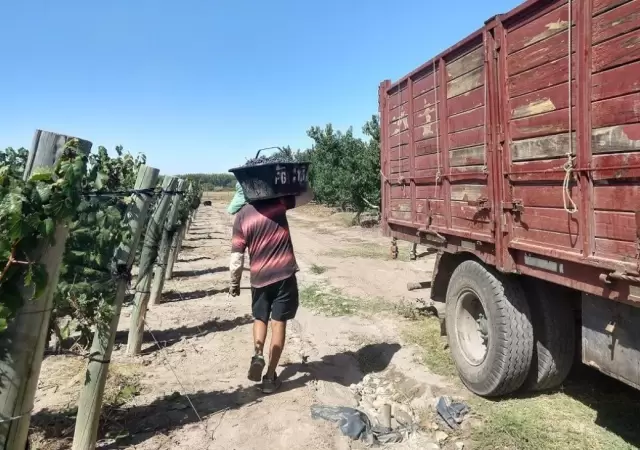 cosechadores_uva-cosecha