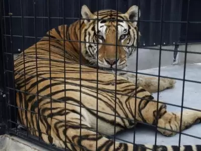 tigre-circo-ataca-hombre-video