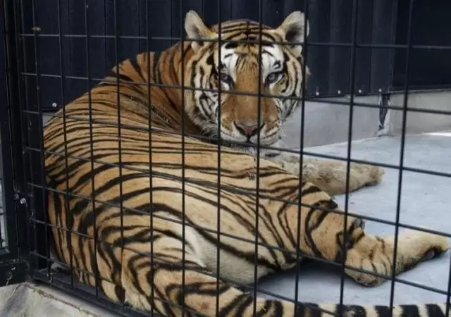 tigre-circo-ataca-hombre-video