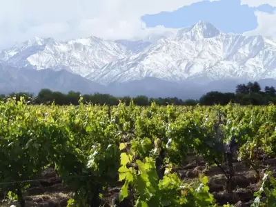 vitivinicultura