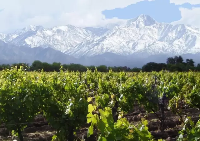 vitivinicultura
