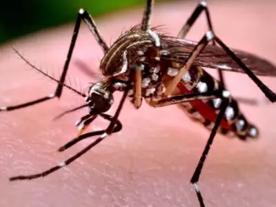 Dengue