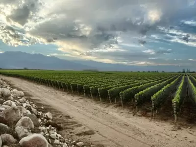 vin?edo_vinos_vitivinicultura