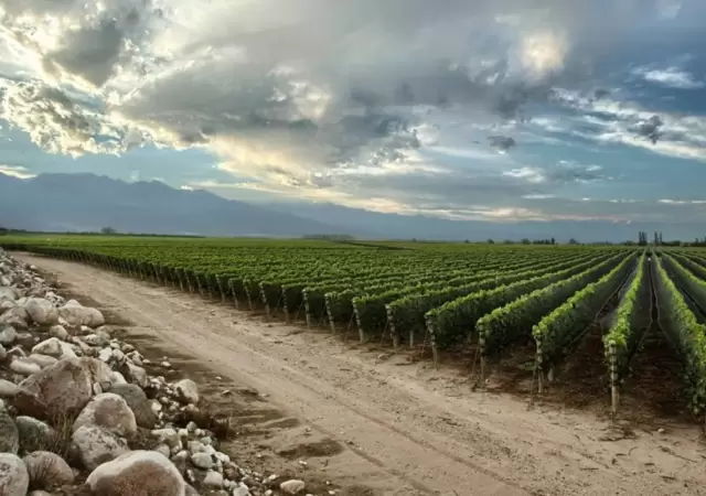 vin?edo_vinos_vitivinicultura