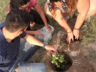 a?rbol_plantacio?n_5