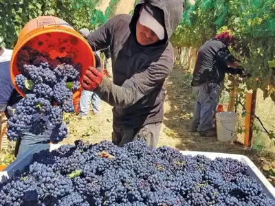 cosecha_uvas_vendimia_PORTADA