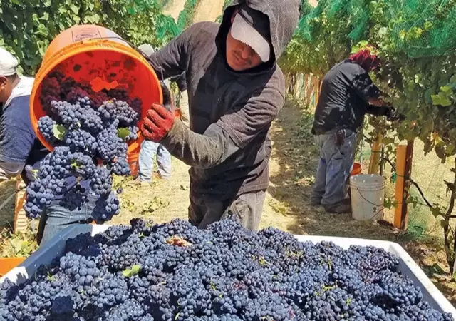 cosecha_uvas_vendimia_PORTADA