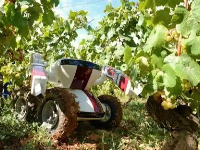 robot_vitivinicultura_vin?edo