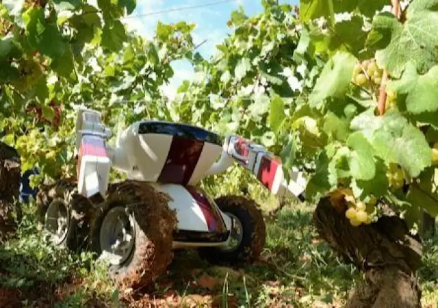 robot_vitivinicultura_vin?edo