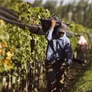 Cooperativismo vitivin�cola en Mendoza: impacto real y estabilidad financiera para los productores