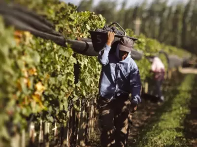 uvas_vendimia_vitivinicultura