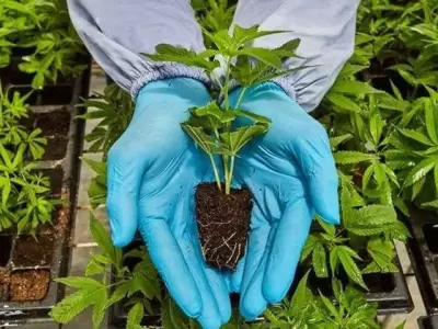 matica-marihuana
