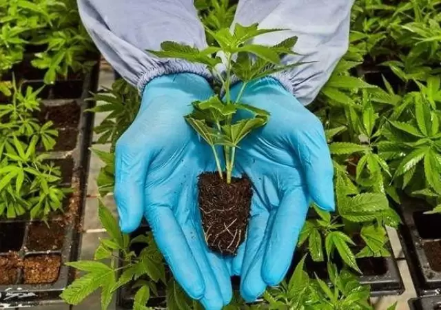 matica-marihuana