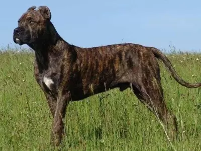 perro-ataque-cimarr�n-obrero-boliviano
