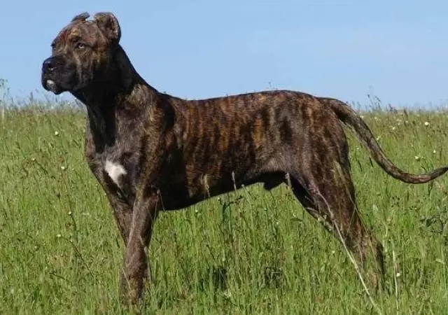 perro-ataque-cimarr�n-obrero-boliviano
