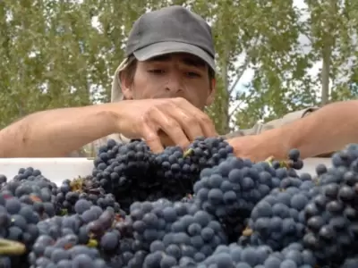 vitivinicultura_vendimia_cosecha_uvas