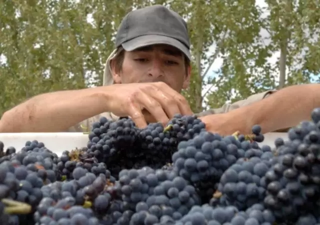 vitivinicultura_vendimia_cosecha_uvas