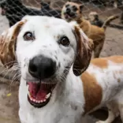 Por qu� se celebra en Argentina el D�a del Animal