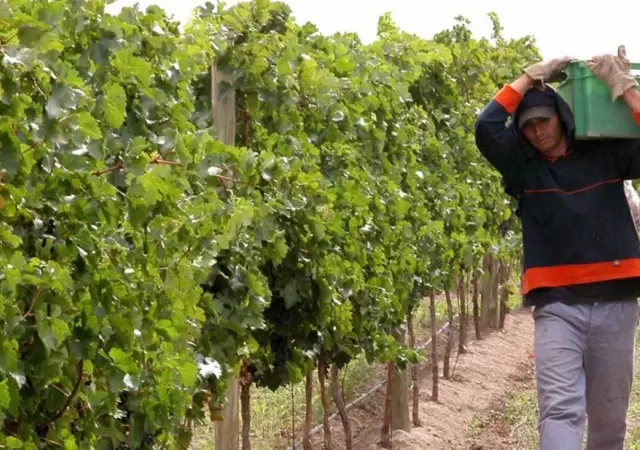 vin?edos-vitivinicultura_uvas_vendimia_cosechador