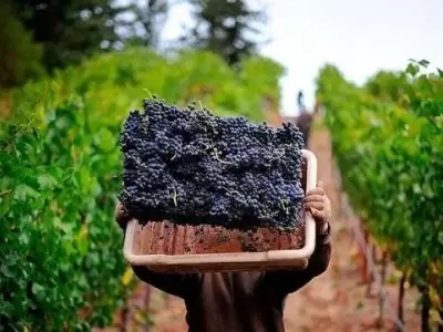 vendimia_vitivinicultura_cosecha