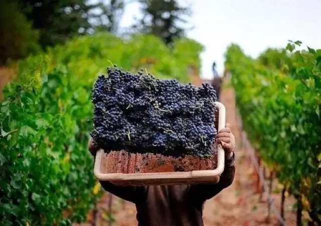 vendimia_vitivinicultura_cosecha