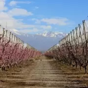 Agricultura en Mendoza: el impacto del clima y las oportunidades de exportación