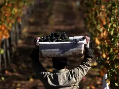vitivinicultura_vin?edo_uvas