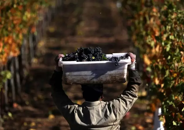 vitivinicultura_vin?edo_uvas