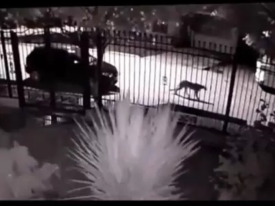 puma-tupungato