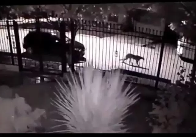 puma-tupungato